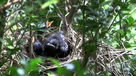 Life In A Catbird Nest Youtube