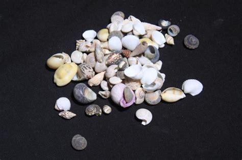 MIX PHILIPPINE SMALL Darlene S Shells