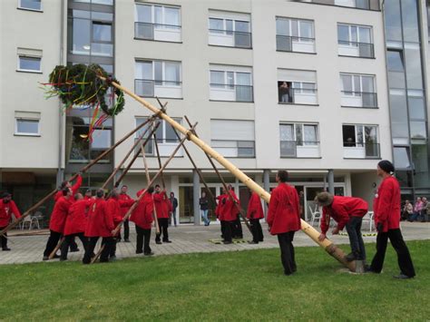 VS Villingen Maibaum Im Paragraphen Dschungel Steht Tradition An