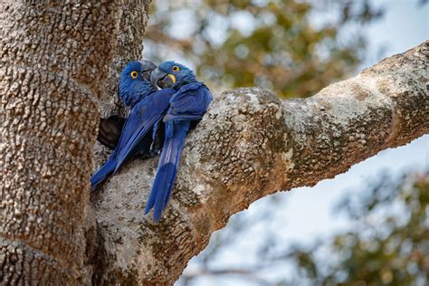 Depois De Mais De Anos Ararinha Azul Volta Aos C Us Da Caatinga