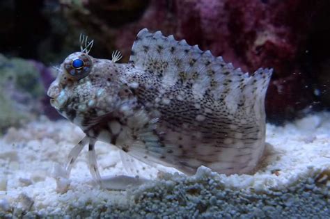 Lawnmower Blenny: Info with Care Details and Pictures