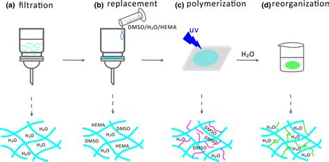 Preparation Of Cnf Phema Hydrogels A Filtrating The Cnf Suspension To