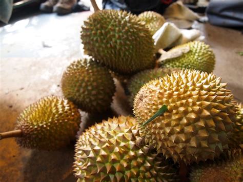 Ii Nui Durian On Maui Hawaii Year Of The Durian