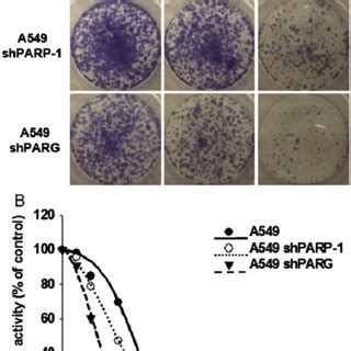 Effects Of Parp And Parg On Cse Induced Impairment Of Clonogenic