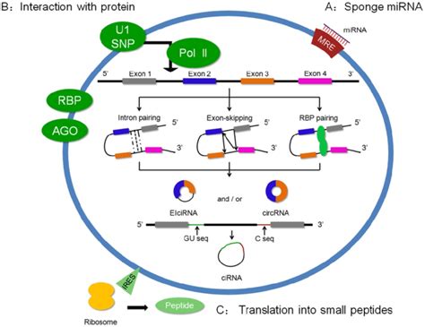 Biogenesis And Regulations Of Circrnas Three Modes Of Circrna