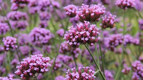 Verbena Bonariensis Planta Vivaz Que Atrae A Las Mariposas Jardinatis