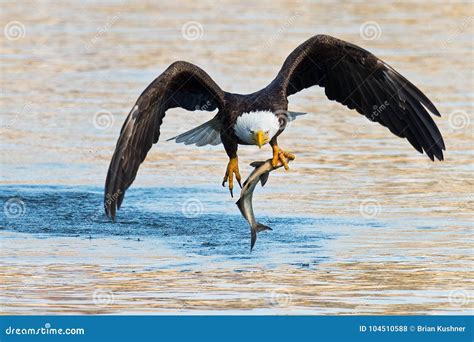 American Bald Eagle With Fish Stock Photo Image Of Inflight Fishing