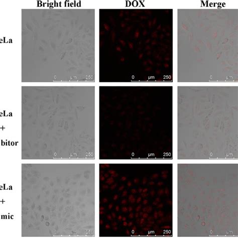 Confocal Microscopy Images Of Hela Cell Incubated With Nanocomposites