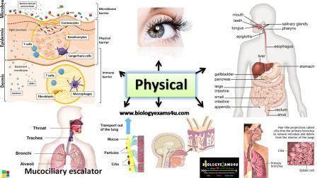 Innate Immunity Physical Barrier