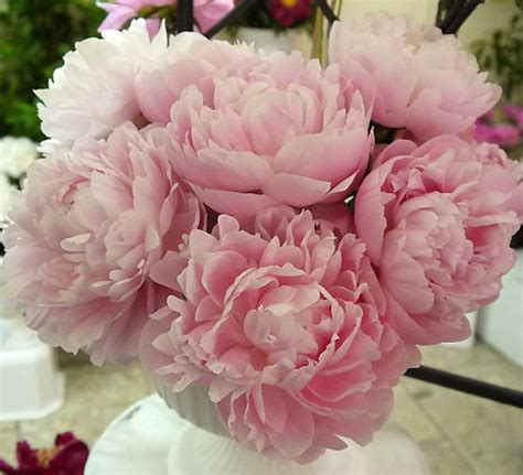 Peony Mrs Franklin D Roosewelt Types And Varieties Peony Mrs