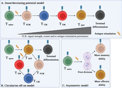 Frontiers T Memory Stem Cell Characteristics In Autoimmune Diseases