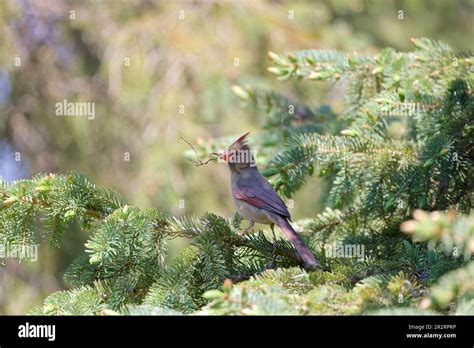 The female northern cardinal brings material for nest building Stock ...