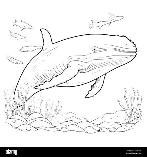 Blue Whale Coloring Pages