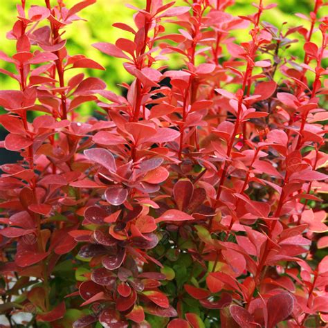 Berberis Thunbergii Orange Ice