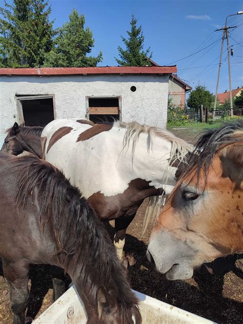 Sprzedam Konie Bia A Piska Olx Pl