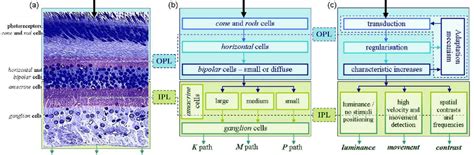 Three Ways Of Showing The Human Retina Architecture In Terms Of A