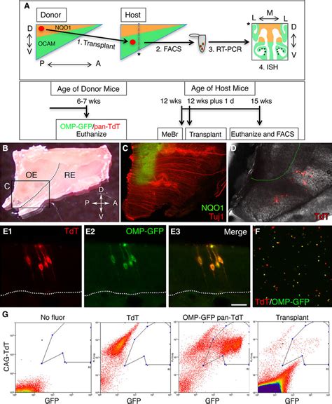 Experimental Design And Validation To Determine Or Plasticity Upon