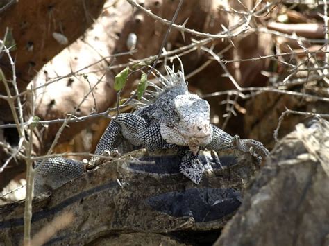 Image libre la faune reptile animal nature camouflage lézard