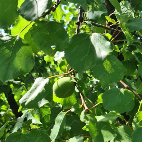 Premium Photo | A green fruit on a tree