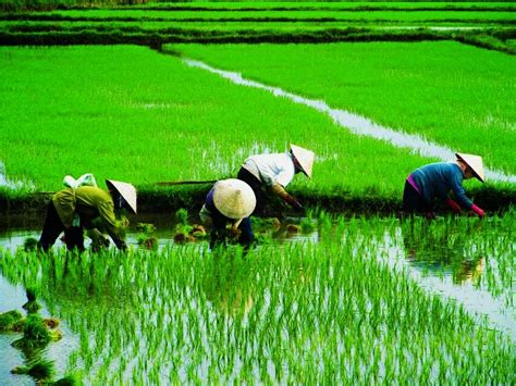 Sawah Padi Di Kedah Warren Johnston