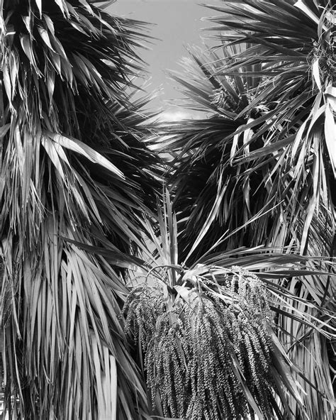 Banco De Imagens árvore Ramo Preto E Branco Plantar Fotografia