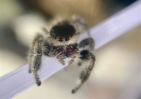 Jumping Spider Gender Learn How To Determine Spiders Web Hq