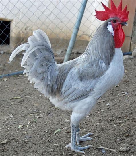 Andalusian Chicken - Eggs | Breeds | Facts - Bird Baron