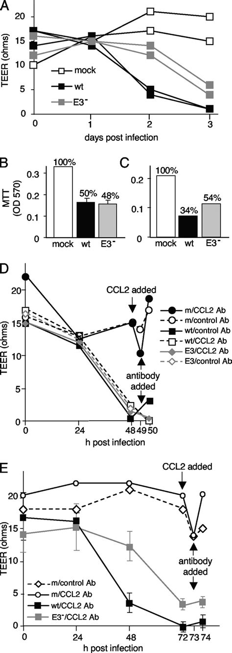 Tight Junction Protein Mrna And Protein Expression A Steady State