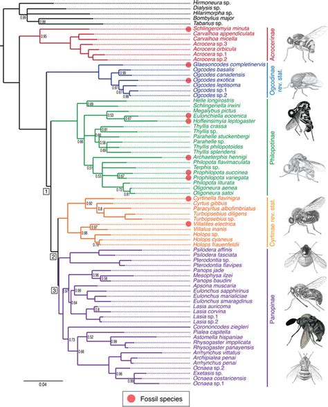 Phylogeny And Classification Of Extant And Extinct Spider Flies Based