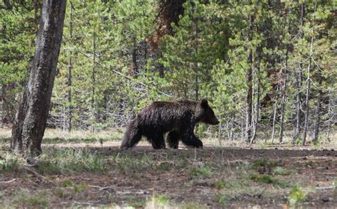 Grizzly Bears In California Reintroduction Push Ignites Strong