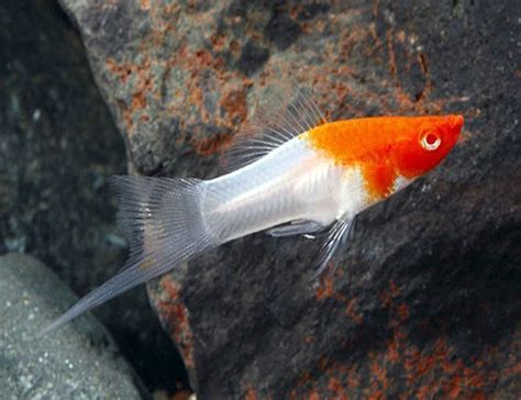 Koi Santa Claus Swordtail Aquarium Fish Arizona Aquatic Gardens