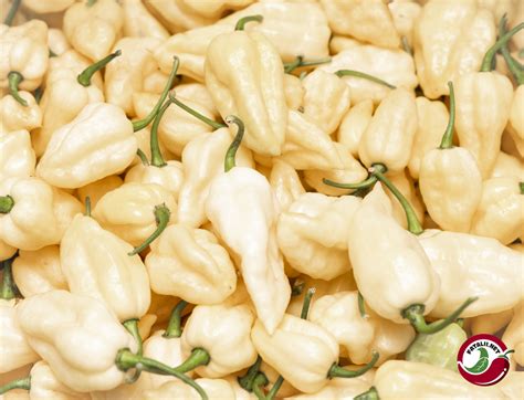White Ghost Fatalii Seeds