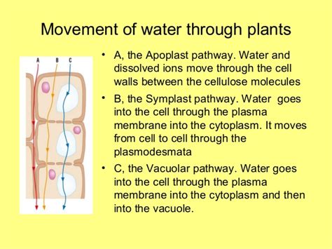 botany - Difference between vacuolar and symplast pathway - Biology Stack Exchange