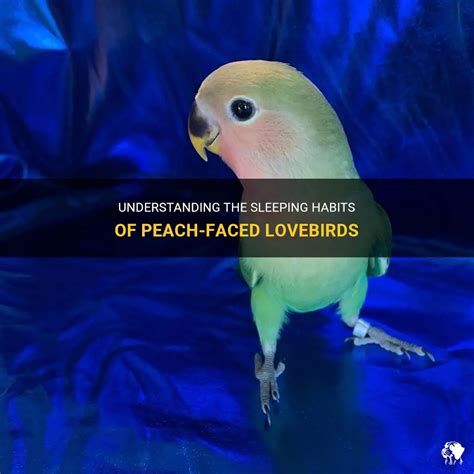 Understanding The Sleeping Habits Of Peach Faced Lovebirds Petshun