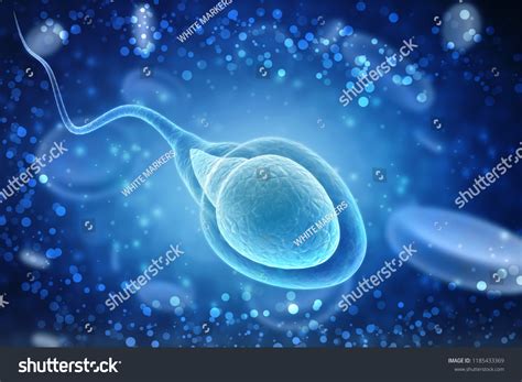 3d Illustration Human Sperm Cell 스톡 일러스트 1185433369 Shutterstock