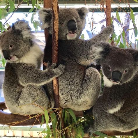 Caversham Wildlife Park | Western australia, Wildlife park, Koala bear