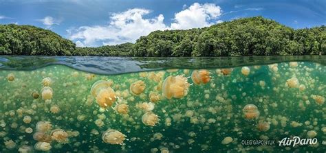 Jellyfish Lake At Eil Malk Island In Palau Archipelago