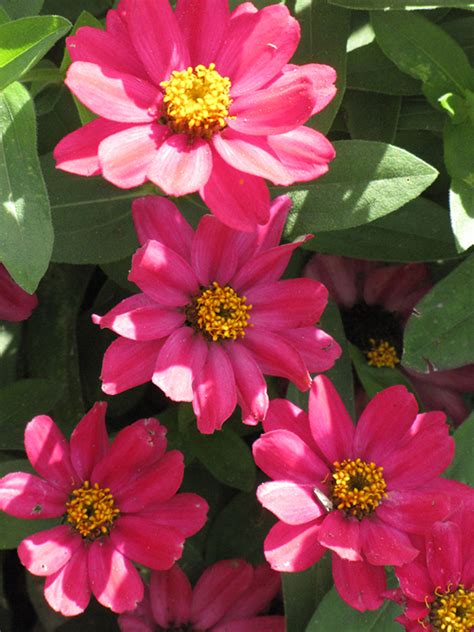 Zahara Cherry Zinnia (Zinnia 'Zahara Cherry') in Kansas City Overland Park Shawnee Liberty ...