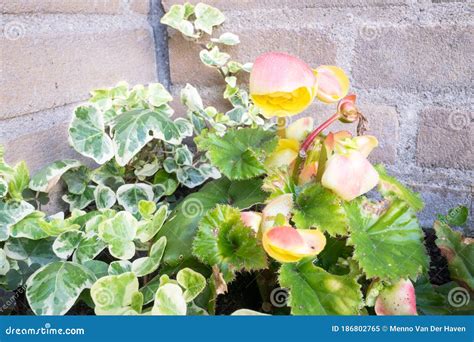 Planta De Begonia Tuberosa Con Flores Amarillas Rosas Imagen De Archivo