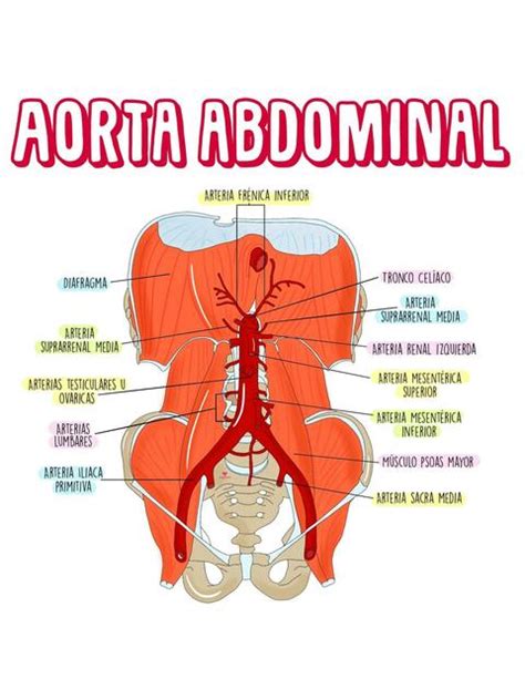 Aorta Abdominal Enfermero Isaias Rivas Enfermeroisaiasrivas Udocz