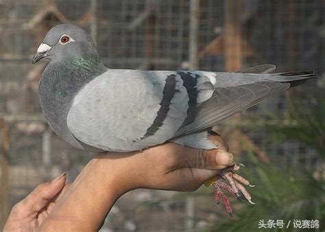 飼養賽鴿別整天毛滴蟲呼吸道掛嘴上 每日頭條