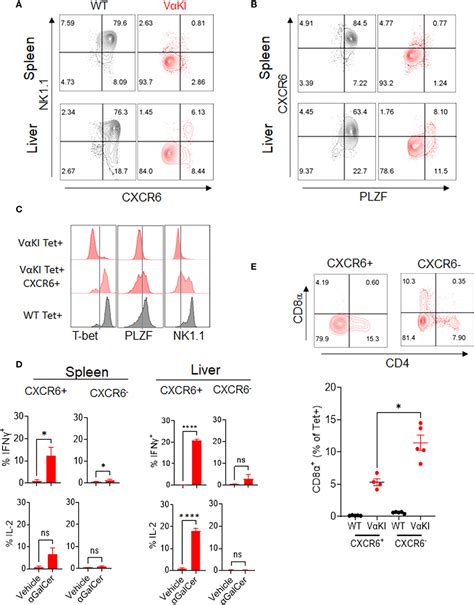 Frontiers A Humanized Mouse Model For In Vivo Evaluation Of Invariant