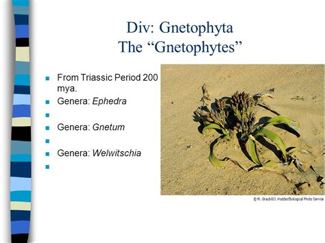 Gnetophytes Examples