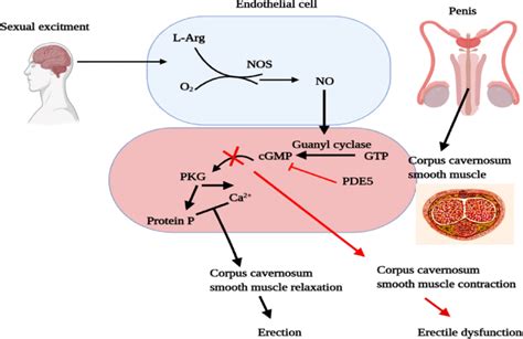 Phosphodiesterase 5 Induces Male Erectile Dysfunction Abbreviations