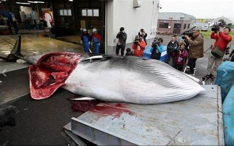 Dopo Anni Il Giappone Riprende La Caccia Alle Balene Ma Non Aveva