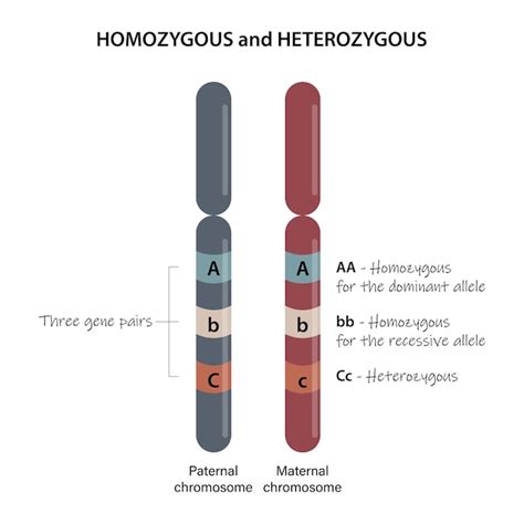 Images de Homozygote – Téléchargement gratuit sur Freepik