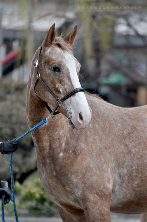 Rezerwacja Klacz kasztanowato tarantowata źrebna ogierem cremello