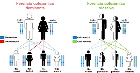 Tipo De Herança Genética