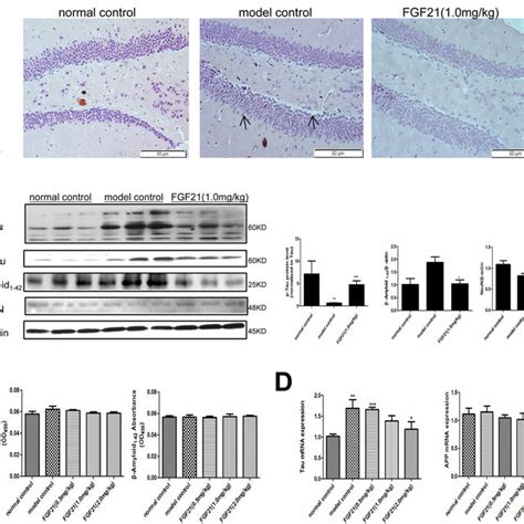 Fgf Remits Neural Damage And Apoptosis In The Brains Of Diabetic Mice