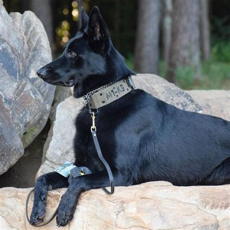 Kohnenthegsd Wearing A M1 K9 Collar Doesnt He Look Handsome M1 K9